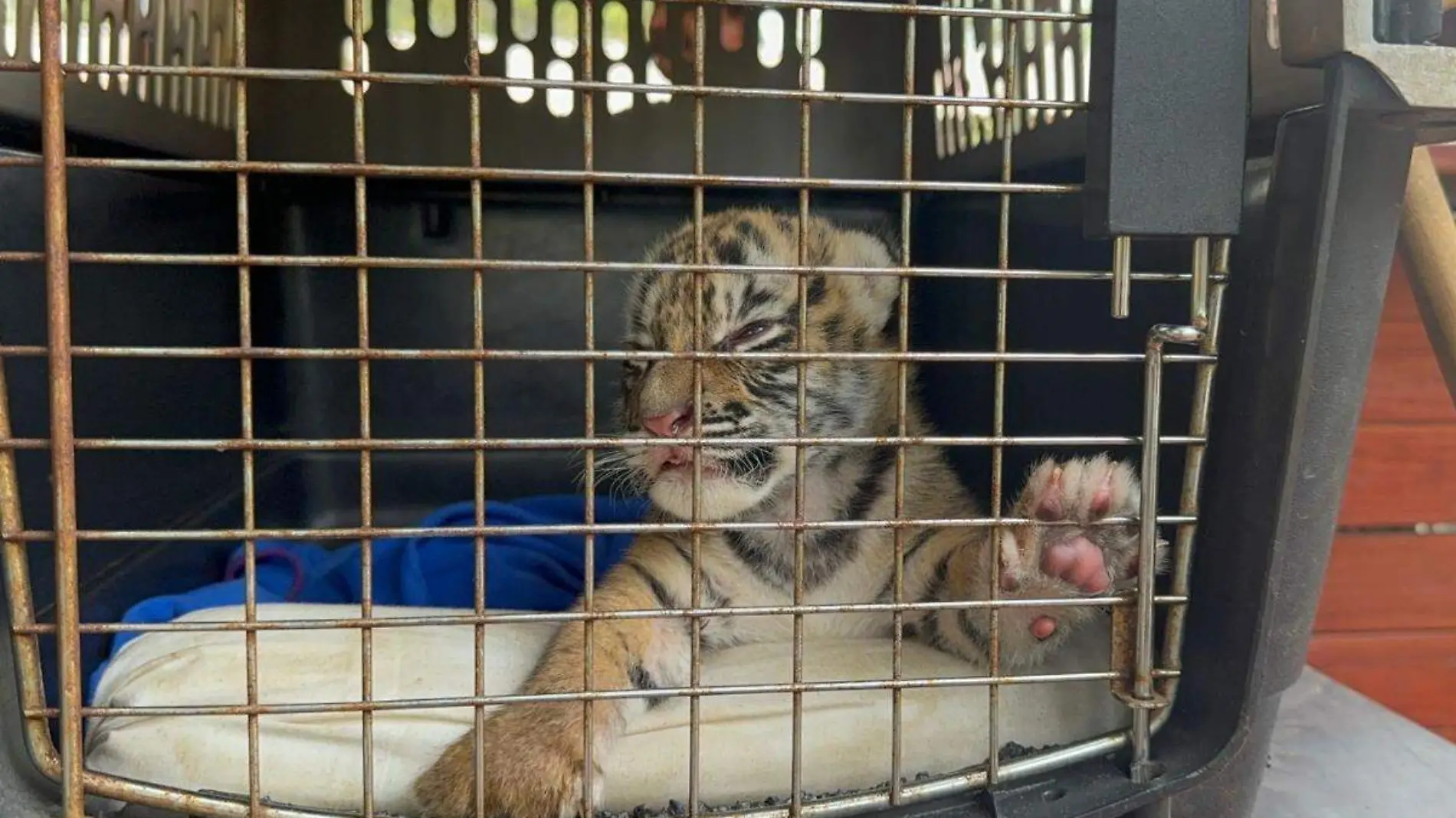 Nace tigre de bengala en Córdoba 3